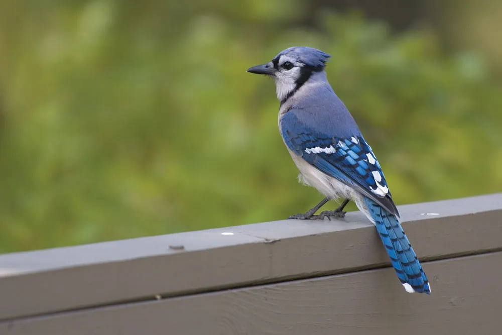 What Happens When A Blue Jay Loses Its Mate