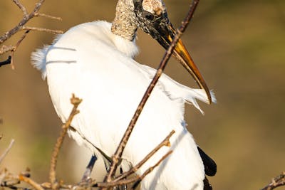 opium bird