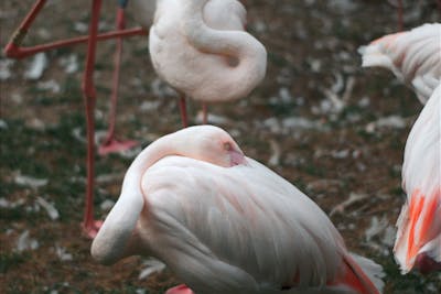 opium bird