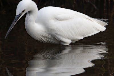 opium bird