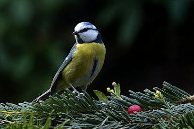 "Attracting Birds to Garden" "Garden Bird Feeding Ideas" "Bird-Friendly Garden Tips" "Attracting Wildlife to Your Yard" "Unique Bird Garden Techniques" How Can You Attract Birds in Your Garden: Try some Innovative Ways