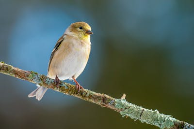 "Attracting Birds to Garden" "Garden Bird Feeding Ideas" "Bird-Friendly Garden Tips" "Attracting Wildlife to Your Yard" "Unique Bird Garden Techniques" How Can You Attract Birds in Your Garden: Try some Innovative Ways