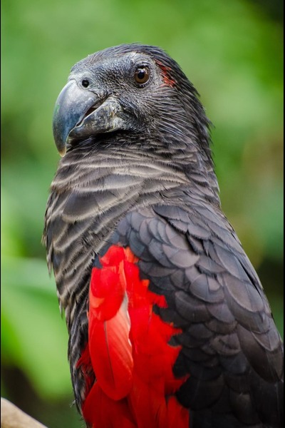 Dracula Parrot