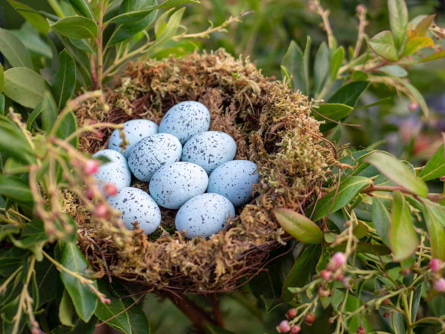 Blue Jay nest