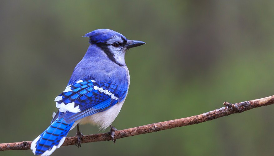 Female Blue Jay