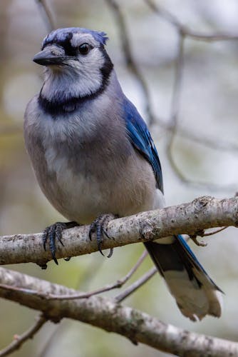 Blue Jay