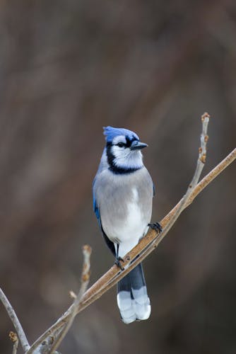 female blue jay.