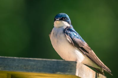 Swallow bird