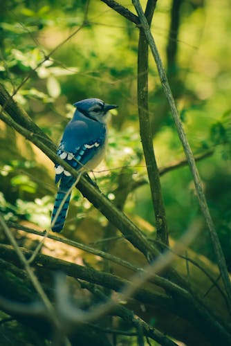 Blue Jay