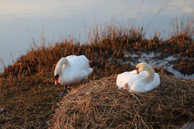 Baby Swans