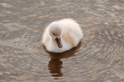 Baby Swans