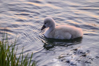 baby swan