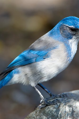 Blue Jay