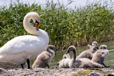 Baby Swans