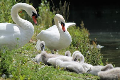 Baby Swans