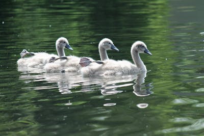 Baby Swans