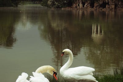 Baby Swans