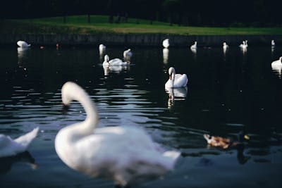 Baby Swans