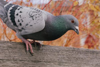 baby pigeons