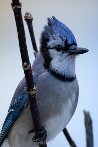 Blue Jay