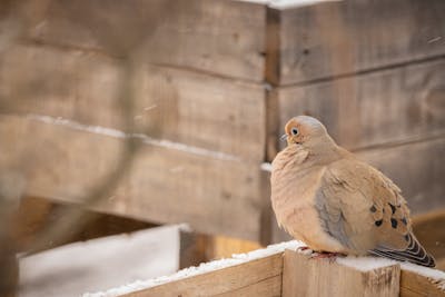 baby pigeons