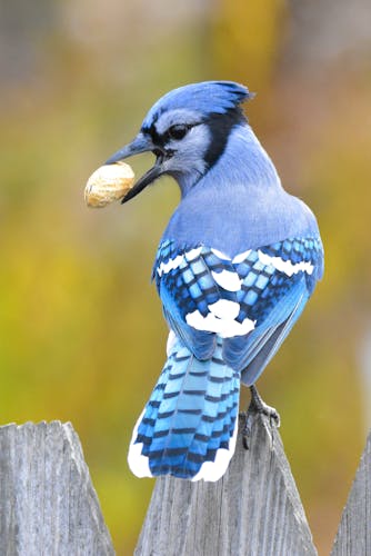 Blue Jay