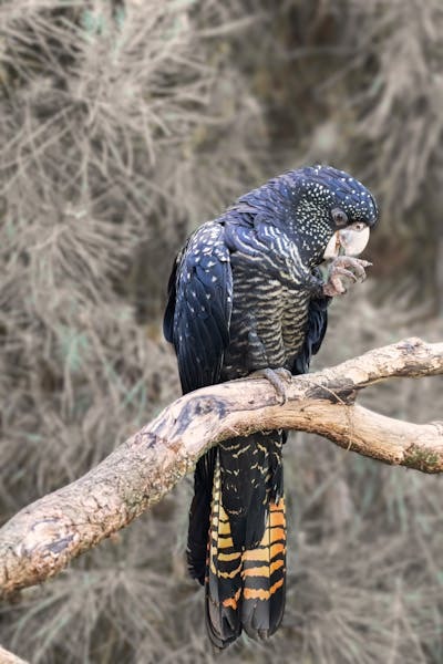 Dracula Parrot