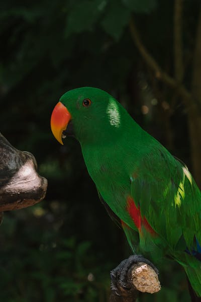 Eclectus Parrots