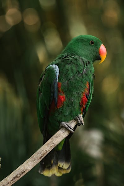 Eclectus Parrot