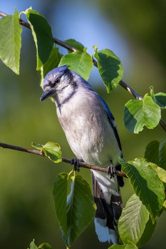 female blue jay.