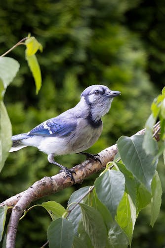 female blue jay.