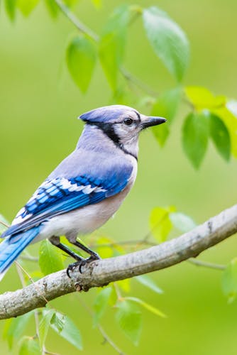 Blue Jay