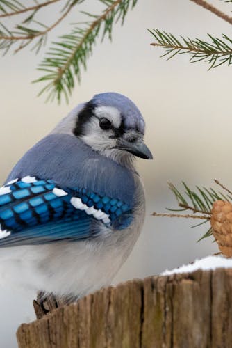 female blue jay.