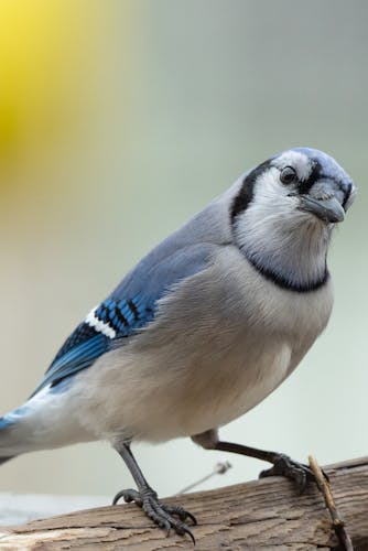 Blue Jay