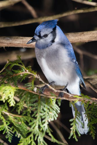 female blue jay.