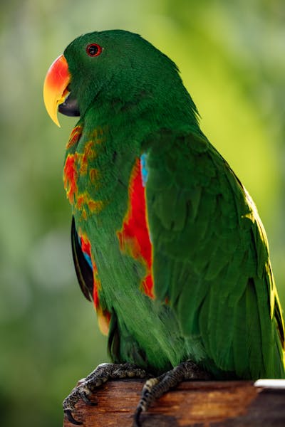 Eclectus Parrot