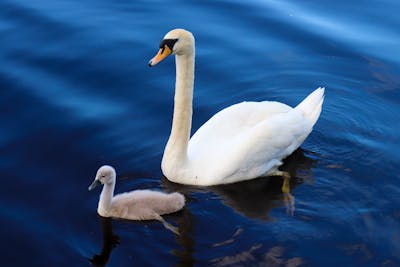 Baby Swans