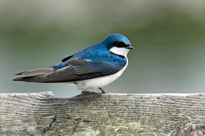 Swallow bird