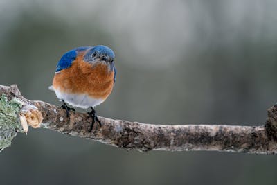 Swallow bird