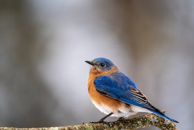 Swallow bird