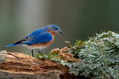 Swallow bird