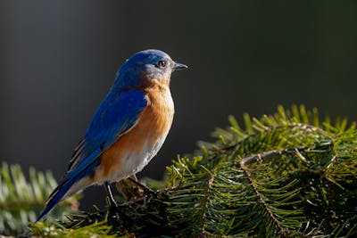 Swallow bird