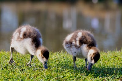 Baby Swans