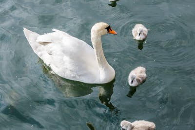 Baby Swans