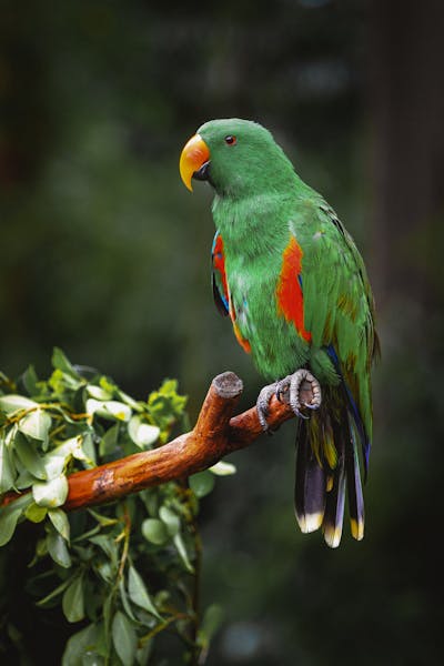 Eclectus Parrot