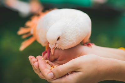 baby pigeons