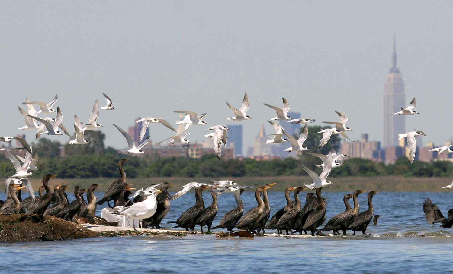 Best Place to Watch Bird in New York