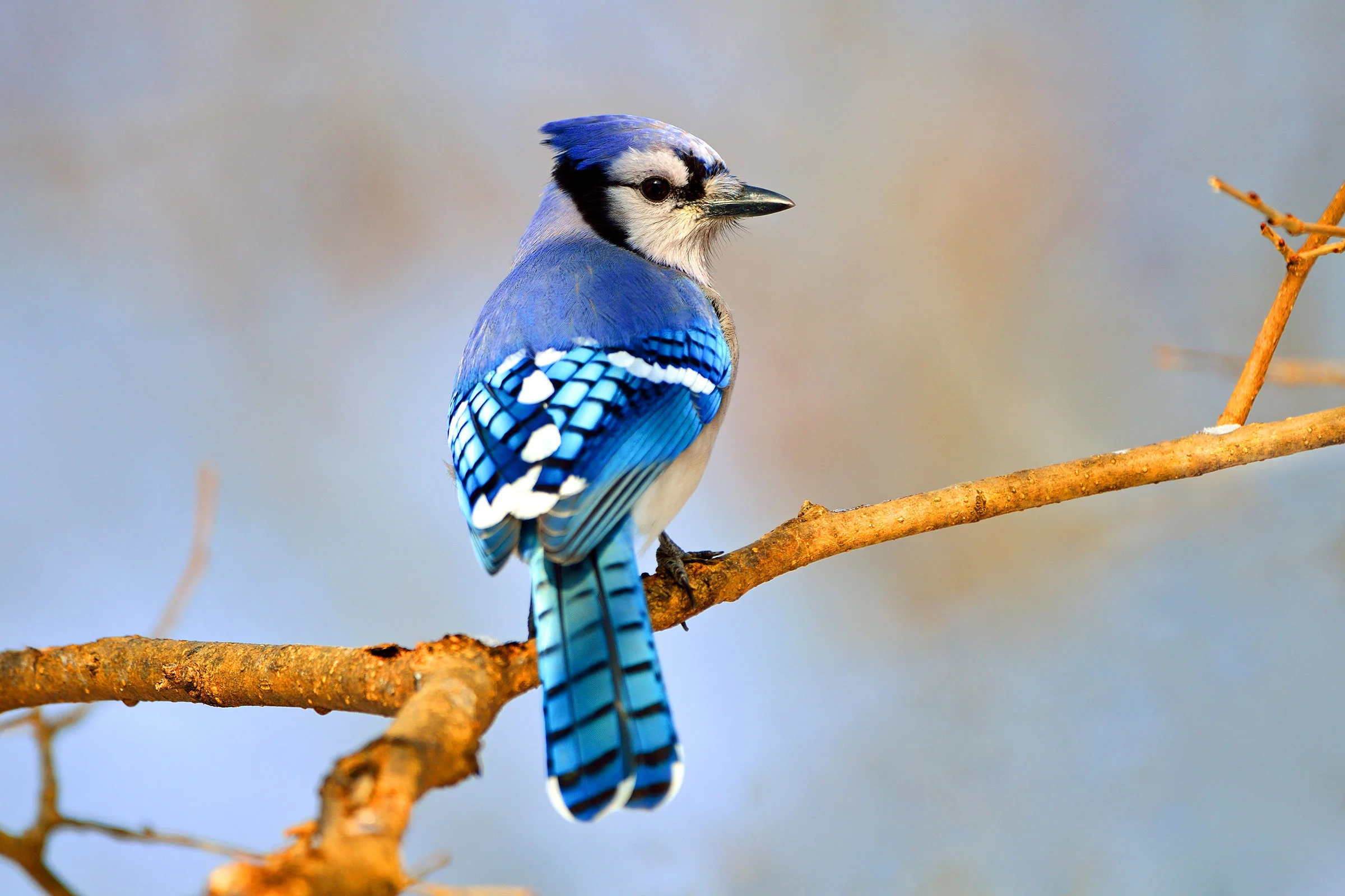 What Happens When A Blue Jay Loses Its Mate