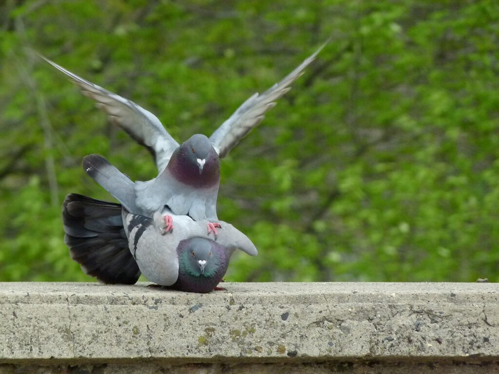 How Do Birds Mate? Unveiling Avian Courtship Secrets