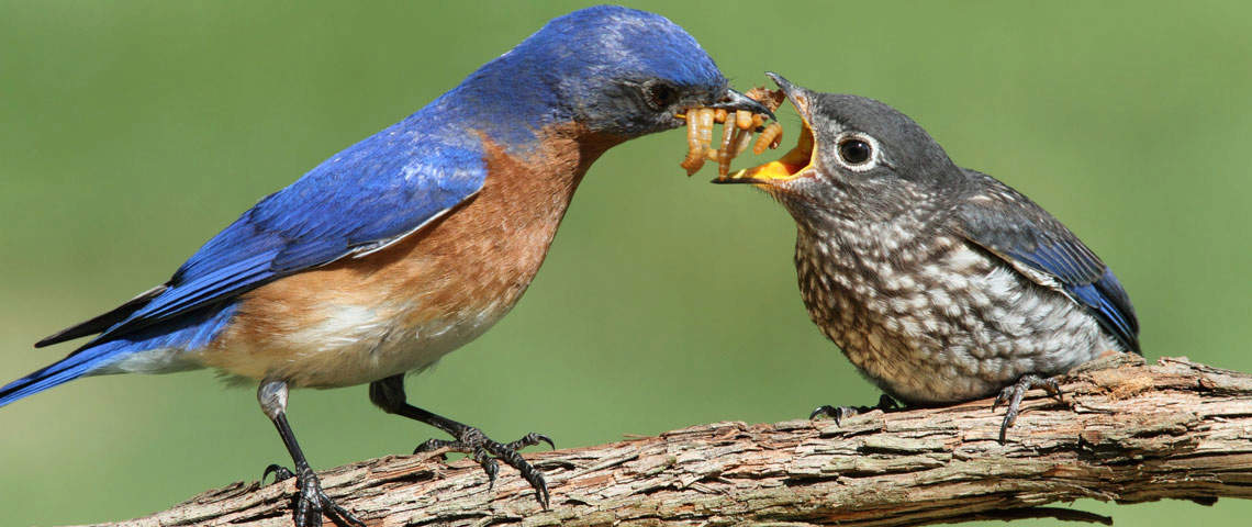 Baby Birds